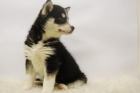 HUSKY SIBERIANO HA UN PRECIO INMEJORABLE Enviamos el cachorrito por MRW - mejor precio | unprecio.es