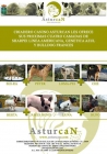 Sharpei disponibles para reyes - mejor precio | unprecio.es