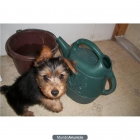 A cachorro Terrier australiano amante - mejor precio | unprecio.es