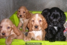 a la venta pequeños cocker ingles con 2 meses por 300 euros - mejor precio | unprecio.es
