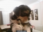 CACHORRO YORKSHIRE - mejor precio | unprecio.es
