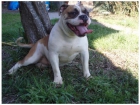 CACHORROS BULLDOG AMERICANO LINEA SCOTT - mejor precio | unprecio.es
