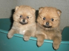 CACHORROS DE POMERANIA, CALIDAD EXCELENTE - mejor precio | unprecio.es