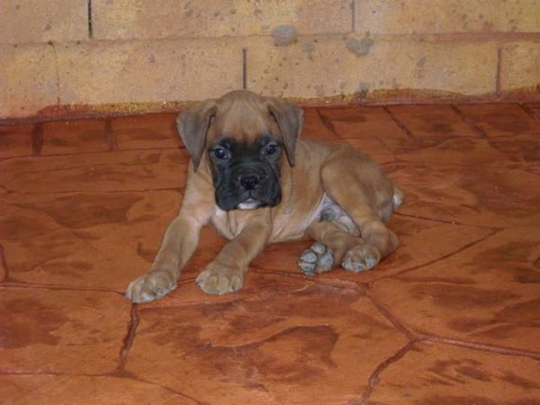 Camada de Boxer