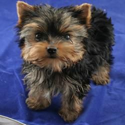 excelente pThis yorkshire terrier cachorro será impresionante