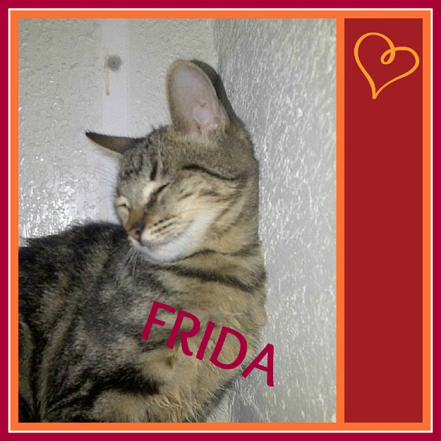 Gata frida , una romanita muy cariñosa en adopcion