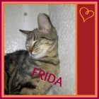 Gata frida , una romanita muy cariñosa en adopcion - mejor precio | unprecio.es