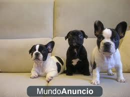 Gratis Preciosos perros de bulldog frances 2hembras atigradas con la corbata blanca y 2 machos blancos y negros