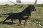 proximas camadas de rottweiler, espectaculares - mejor precio | unprecio.es