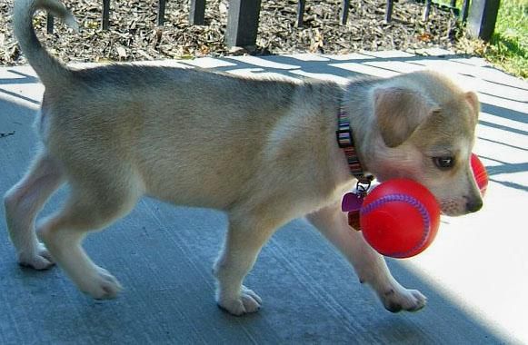 Siberian Husky Cachorros en Venta