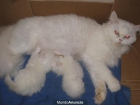 VENDO GATOS PERSAS - mejor precio | unprecio.es