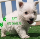 West higland, en venta increibles cachorros - mejor precio | unprecio.es