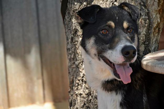 Pócker, mestizo de 1 año en adopción