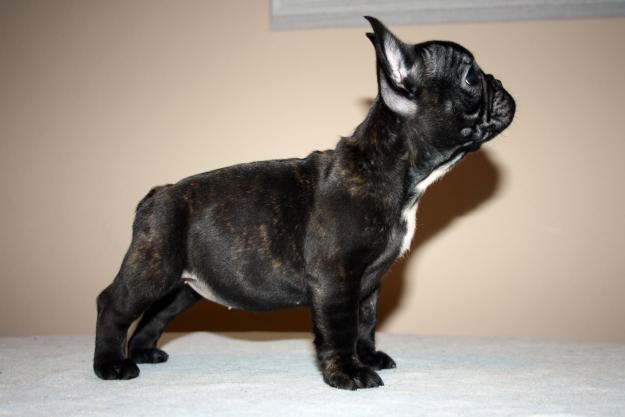 BULLDOG FRANCÉS DE EXPOSICIÓN!!!