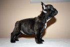 BULLDOG FRANCÉS DE EXPOSICIÓN!!! - mejor precio | unprecio.es