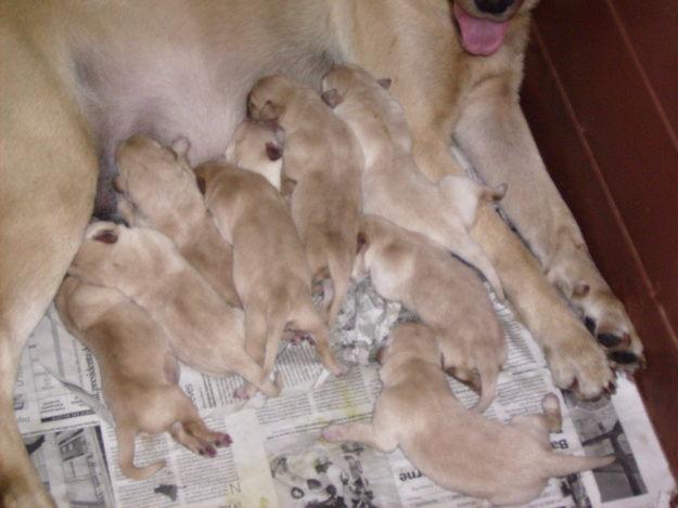 ADORABLES CACHORROS LABRADOR RETRIEVER-REUS