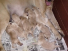 ADORABLES CACHORROS LABRADOR RETRIEVER-REUS - mejor precio | unprecio.es
