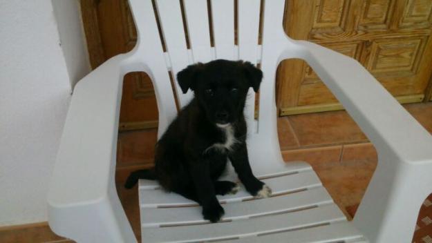 buffy en adopcion