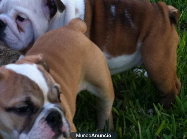Bulldog Ingles.