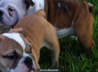 Bulldog Ingles. - mejor precio | unprecio.es