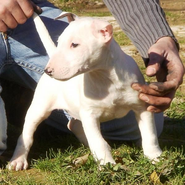 CACHORROS DE BULLTERRIER 590