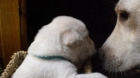 Cachorros de Labrador Retriever 450 - mejor precio | unprecio.es