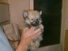 CACHORROS DE POMERANIA 290 EUROS CON PEDIGREE Y MICROCHIP - mejor precio | unprecio.es