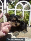 Pequeñitos cachorros de YORKSHIRE CON PEDIGREE 450E - mejor precio | unprecio.es
