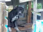Perro cruce dogo canario en adopción - mejor precio | unprecio.es