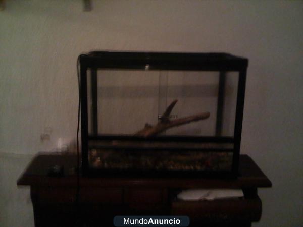 terrario completo 70€