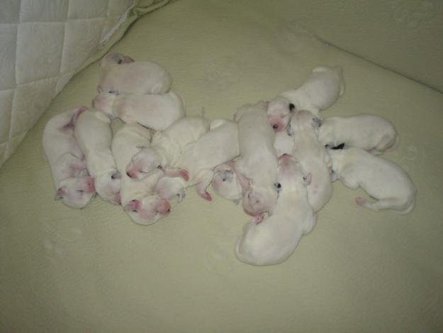 VENTA DE CAHORROS DE DALMATA EN VILLAUENGA (TOLEDO)