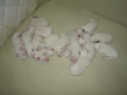 VENTA DE CAHORROS DE DALMATA EN VILLAUENGA (TOLEDO) - mejor precio | unprecio.es