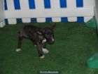 Bullterrier, garantia veterinaria 5 años - mejor precio | unprecio.es