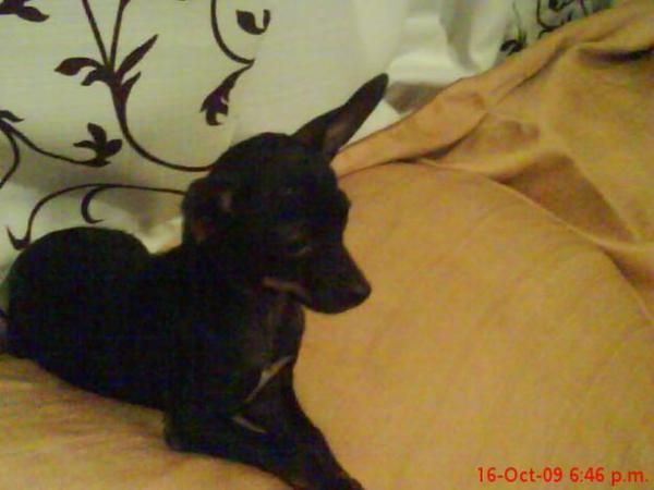 CACHORRA  CRUCE DE CHIHUAHUA 7 MESES 80 EUROS