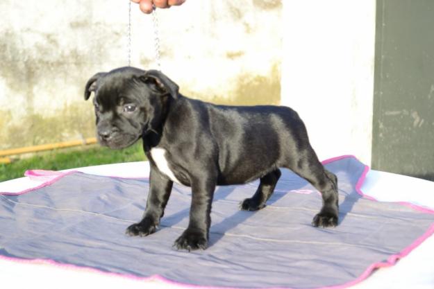 camada de staffordshire bullterrier, cachorros de pura raza desde 550 euros