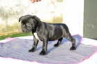 camada de staffordshire bullterrier, cachorros de pura raza desde 550 euros - mejor precio | unprecio.es
