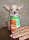 chihuahuas con pedigree de campeones - mejor precio | unprecio.es