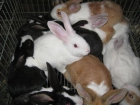 Conejos de corral con 35 días y 3 meses - mejor precio | unprecio.es
