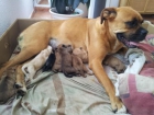 Nueva camada de boxer - mejor precio | unprecio.es