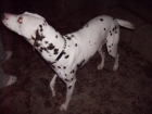 Quieres un dalmata? Adoptalo! - mejor precio | unprecio.es