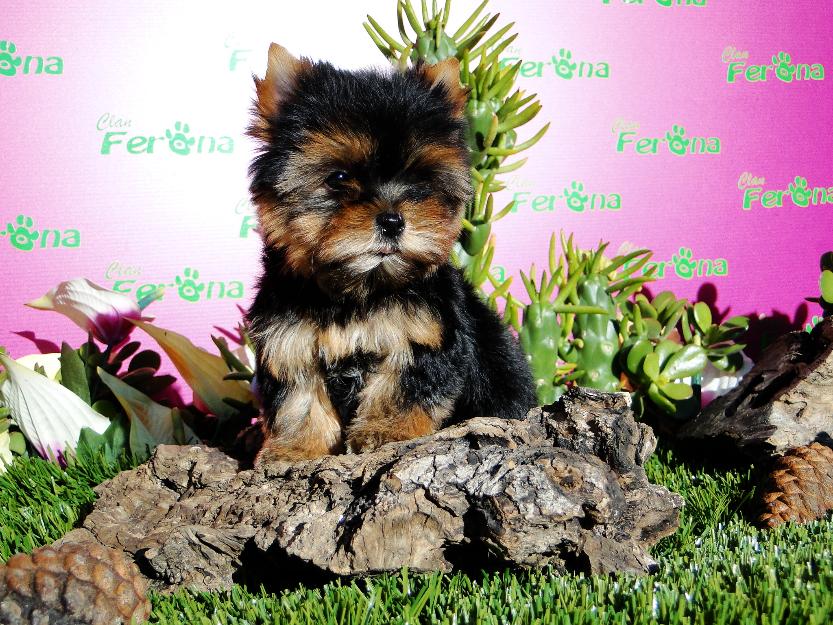 Yorkshire Terrier