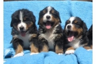 saludables cachorros montaña de Bernese ya están listos para un hogar lleno de amor - mejor precio | unprecio.es