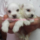 Bellisimos cachorros de bichon maltes - mejor precio | unprecio.es