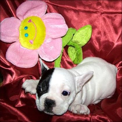 Bulldog francés
