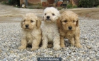 Cacharros Caniche 400€ - mejor precio | unprecio.es