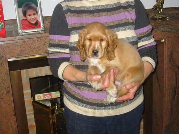 cocker spaniel,cachorro,venta