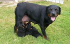 IMPRESIONANTE CACHORRA DE ROTTWAILER CON 2 MESES - mejor precio | unprecio.es
