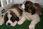 San Bernardo, ¡los mejores cachorros!. Barcelona - mejor precio | unprecio.es