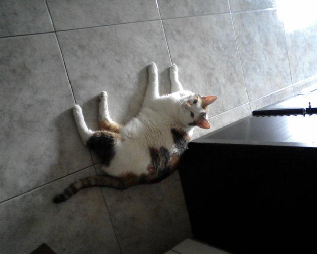 SE REGALA GATITA (BELL - BICHITO)