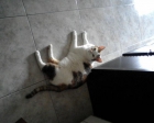 SE REGALA GATITA (BELL - BICHITO) - mejor precio | unprecio.es